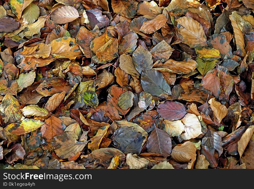 Leaf, Rock, Autumn, Deciduous