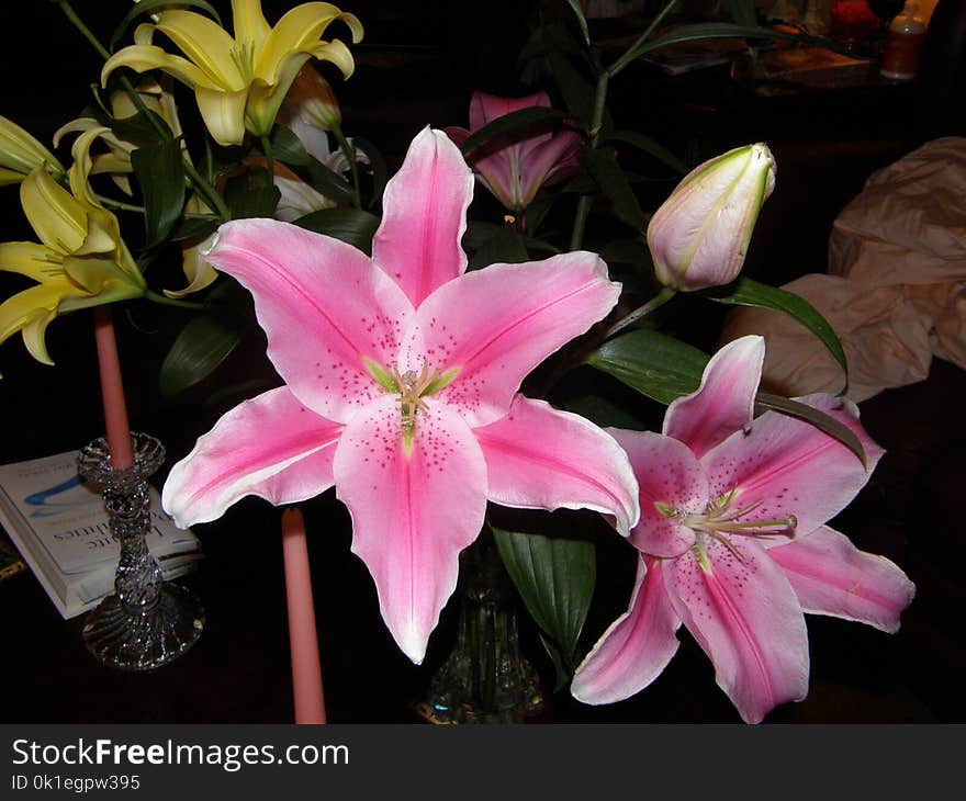 Flower, Plant, Lily, Pink