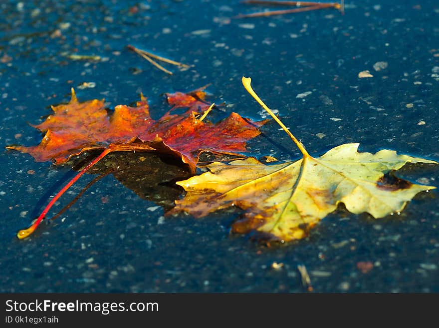 Leaf, Water, Maple Leaf, Autumn