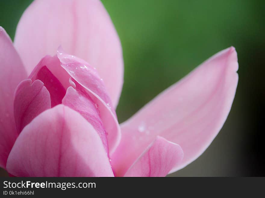 Flower, Pink, Flowering Plant, Petal