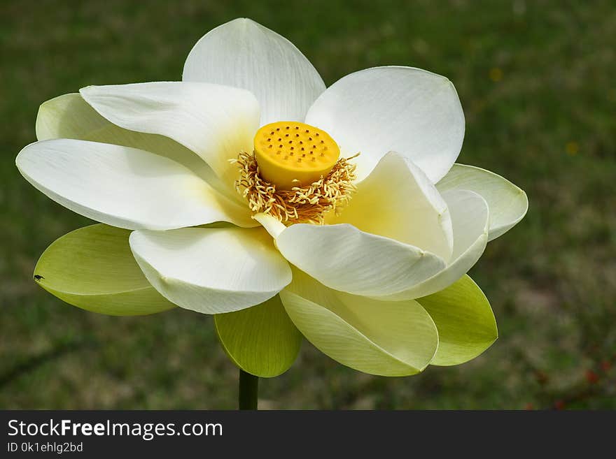 Flower, White, Yellow, Flora