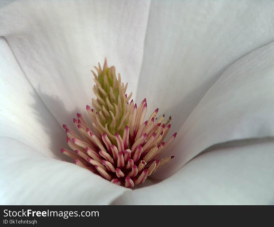 Flower, Close Up, Petal, Flora