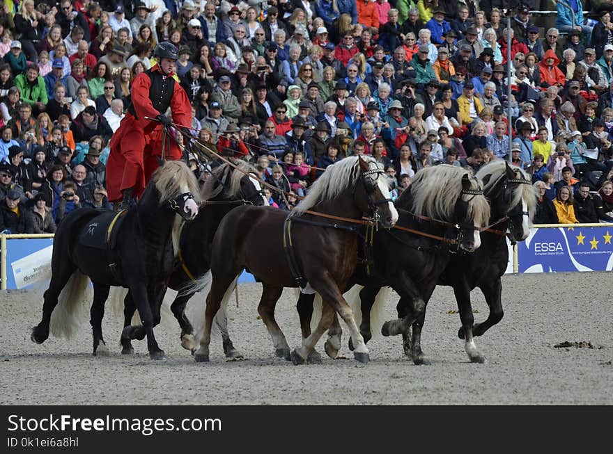 Horse, Horse Harness, Animal Sports, Stallion