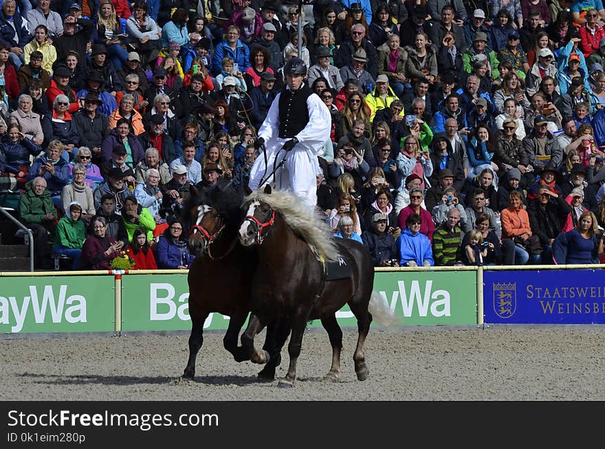 Jockey, Horse, Sport Venue, Stallion