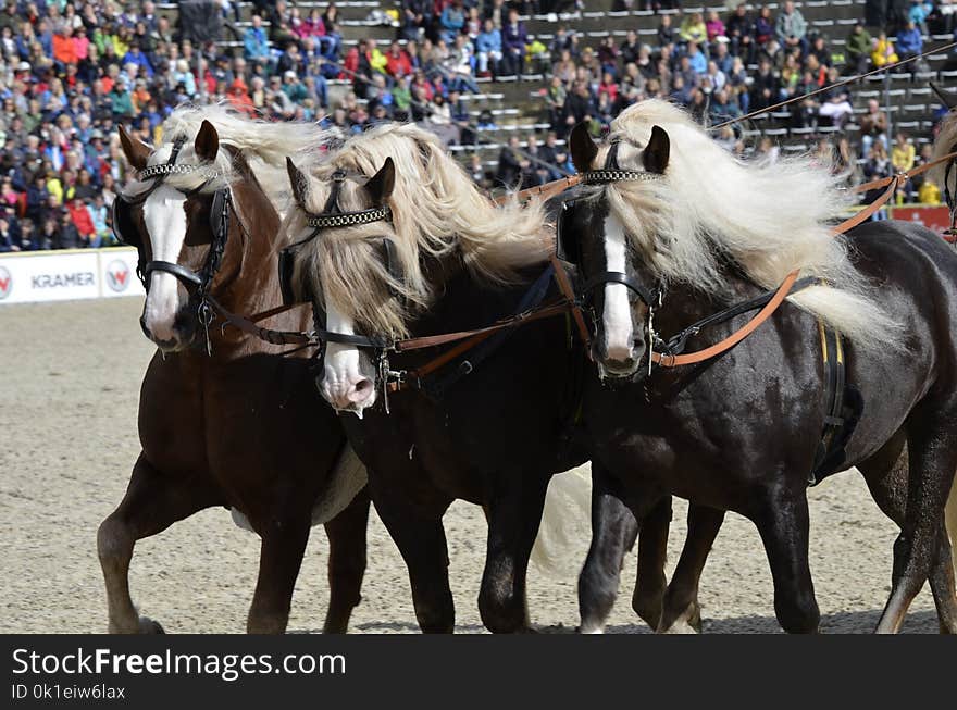 Horse Harness, Horse, Stallion, Rein