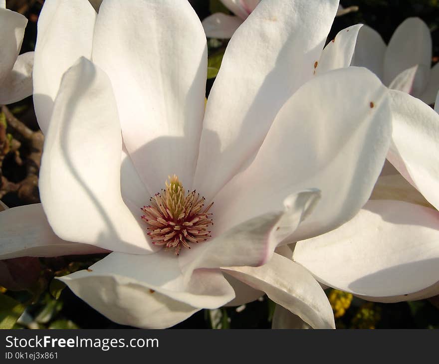 Flower, Plant, Flowering Plant, Magnolia Family