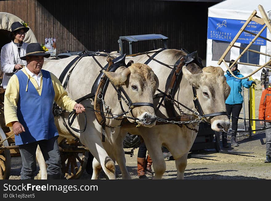 Cattle Like Mammal, Vehicle, Ox, Horse Harness