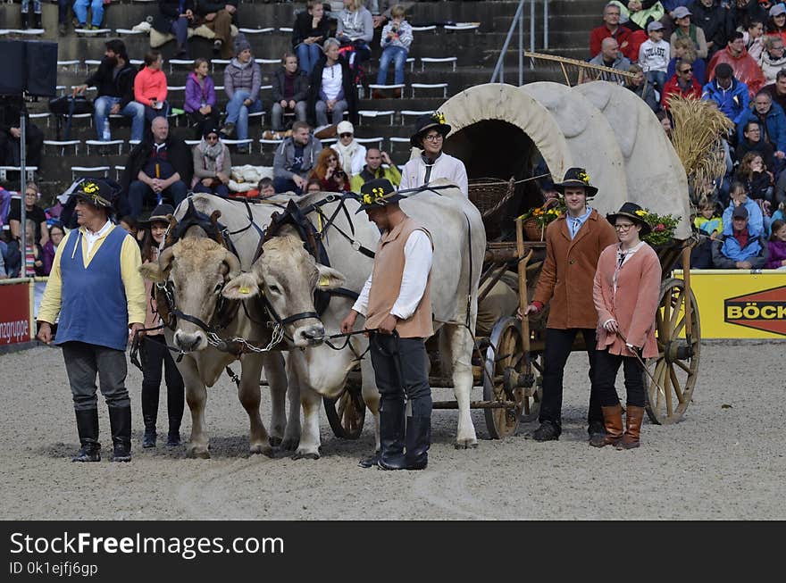 Horse Harness, Pack Animal, Bull, Traditional Sport