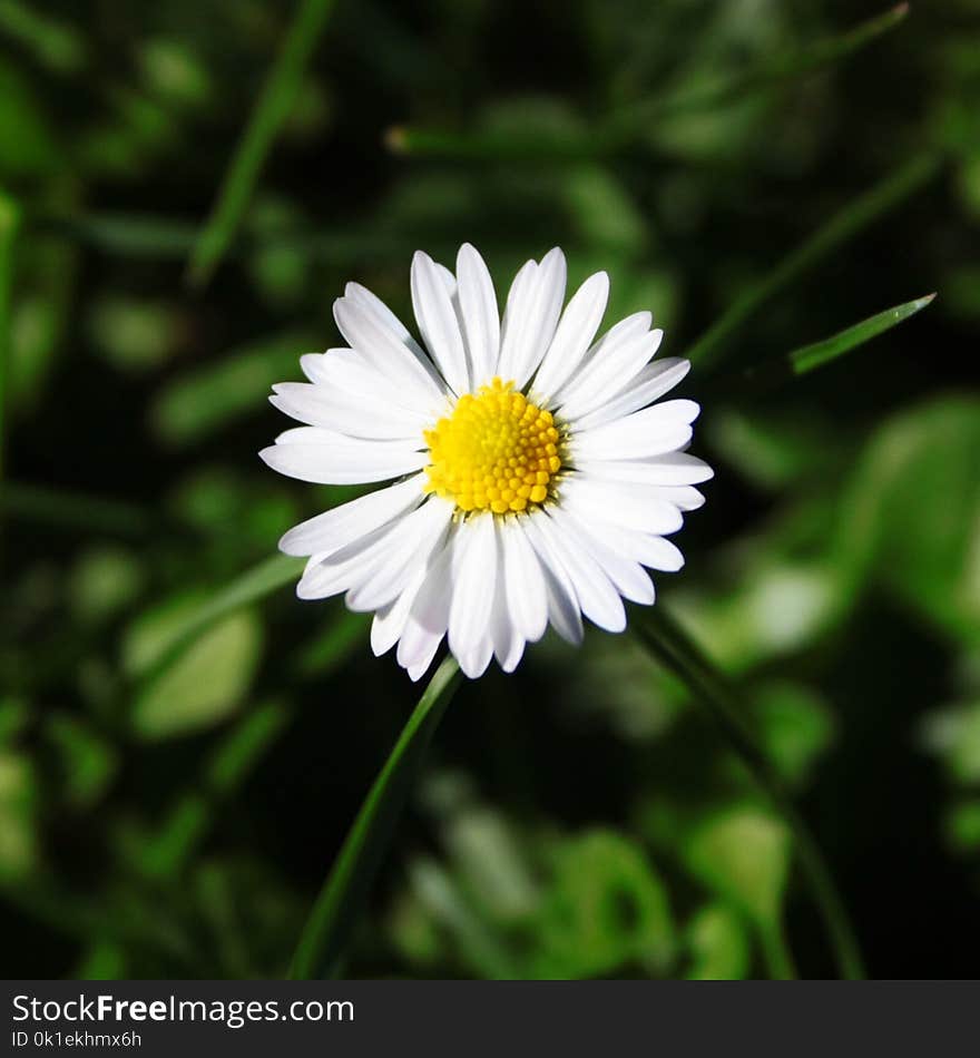 Flower, Oxeye Daisy, Flora, Plant