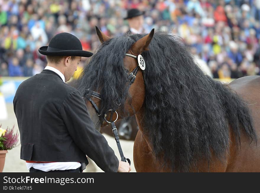 Horse, Stallion, Bridle, Mane