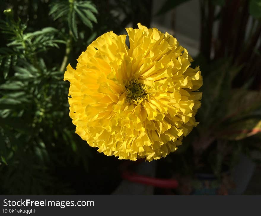 Flower, Yellow, Wildflower, Flowering Plant