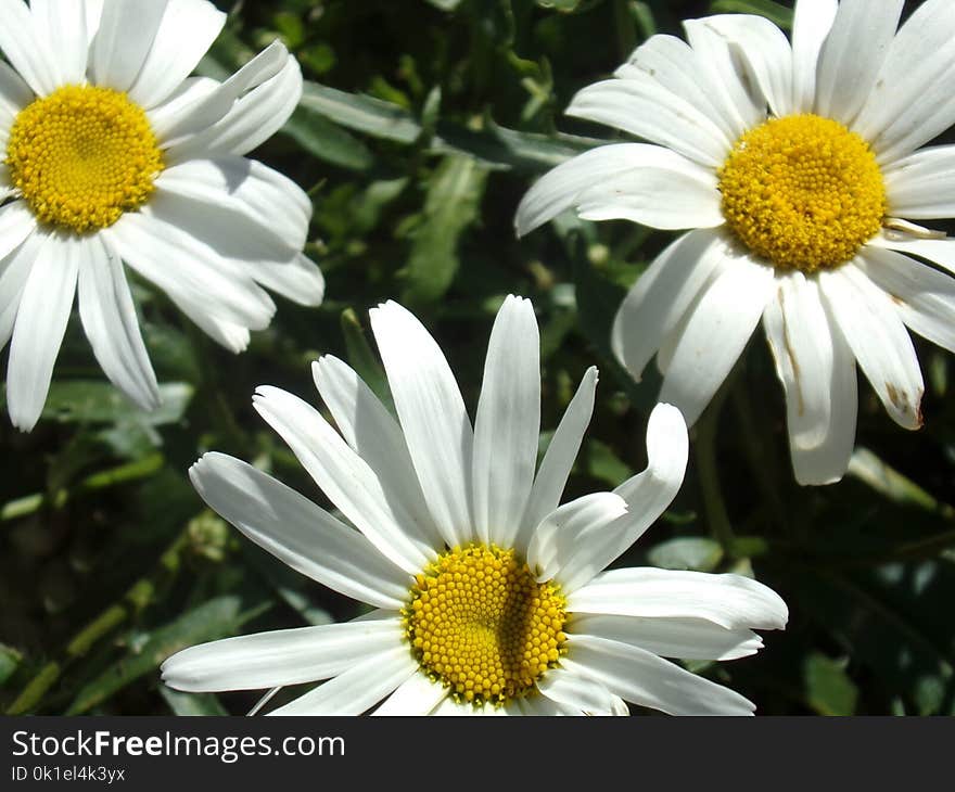 Flower, Oxeye Daisy, Plant, Daisy Family