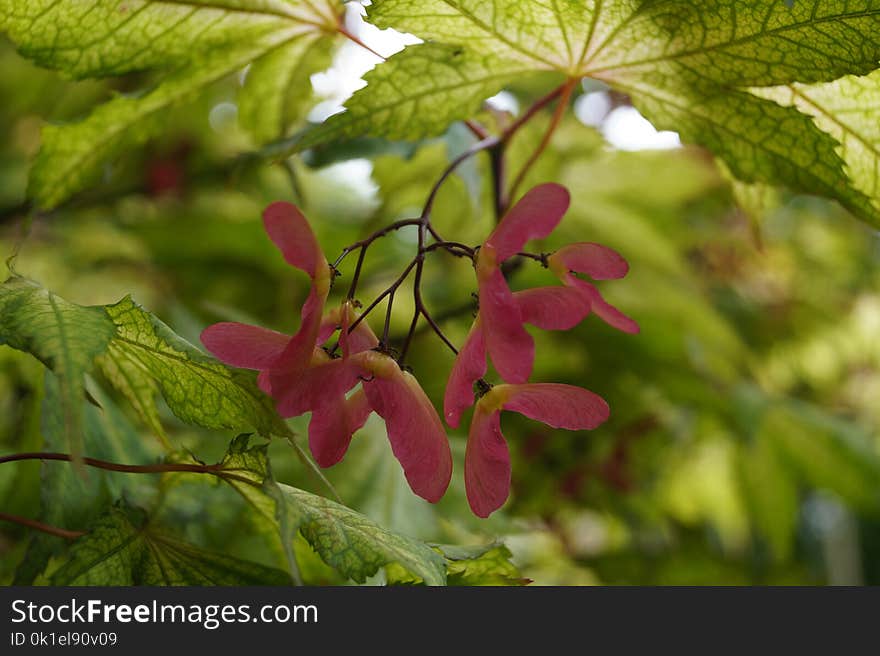 Leaf, Vegetation, Plant, Flora