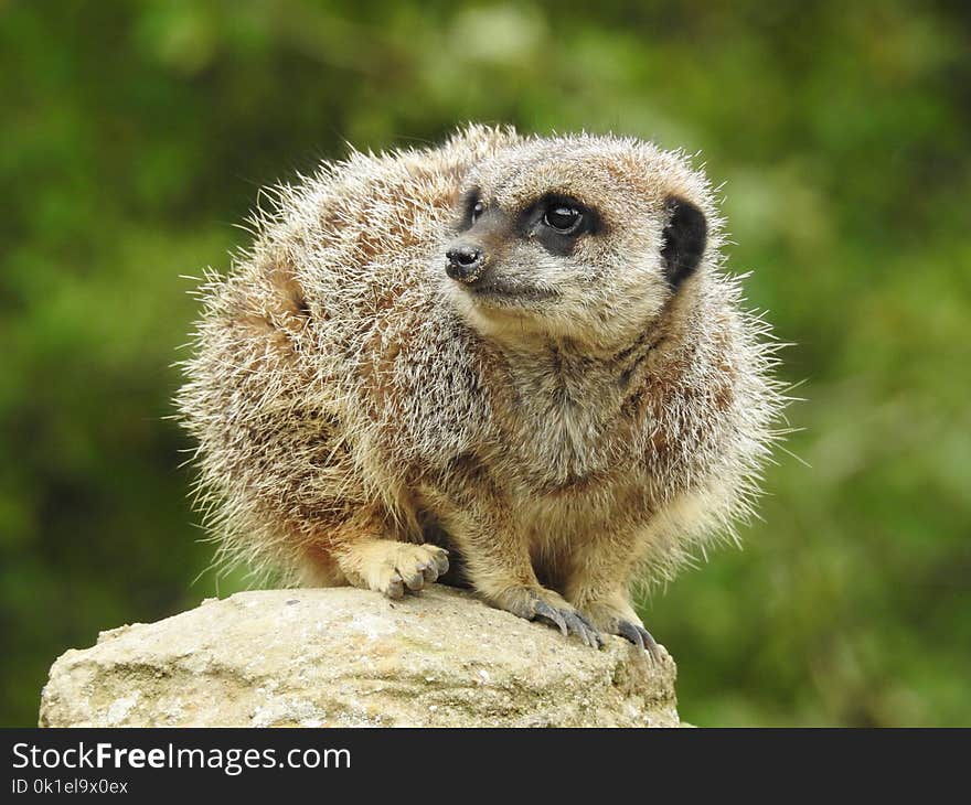 Meerkat, Mammal, Terrestrial Animal, Fauna