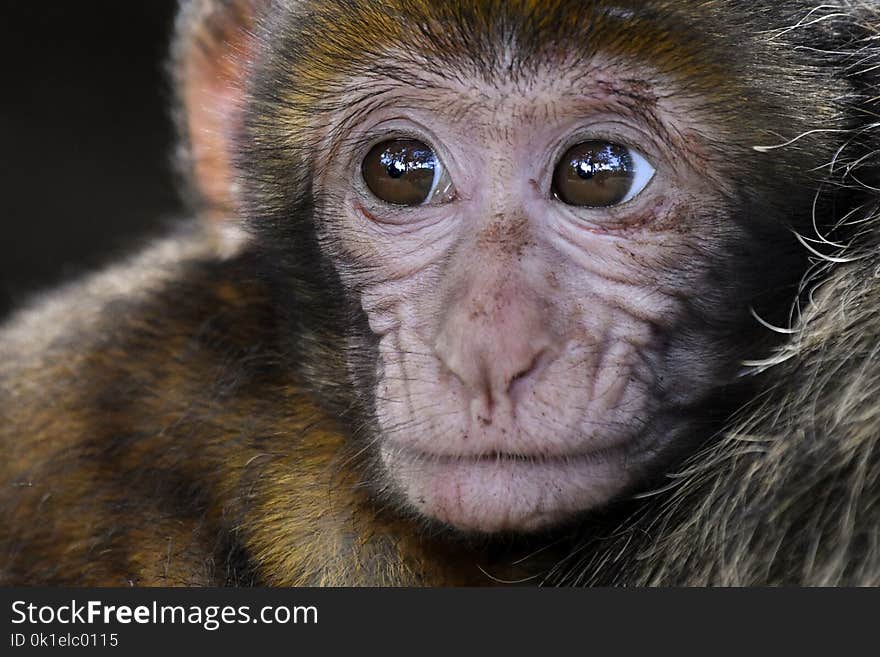 Face, Macaque, Mammal, Primate