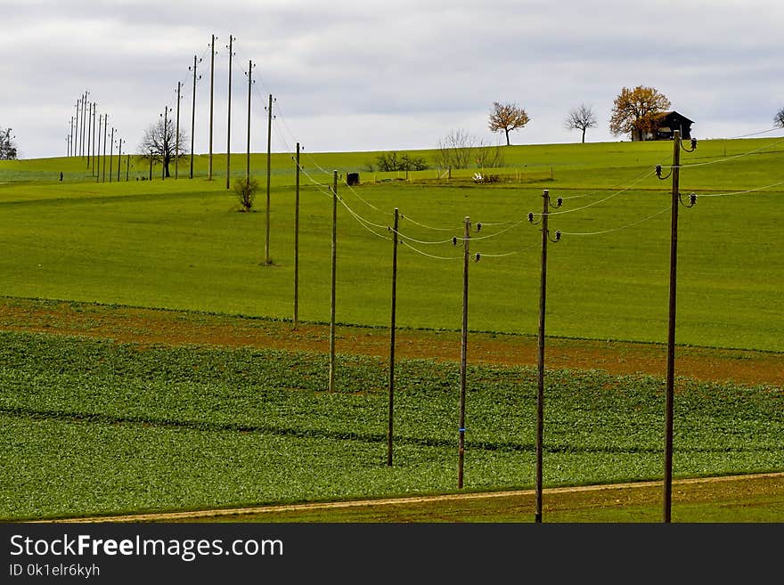 Grassland, Field, Green, Yellow