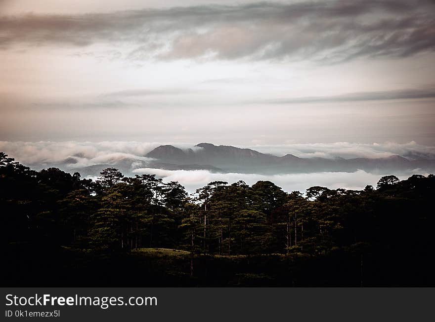 Sky, Cloud, Atmosphere, Tree