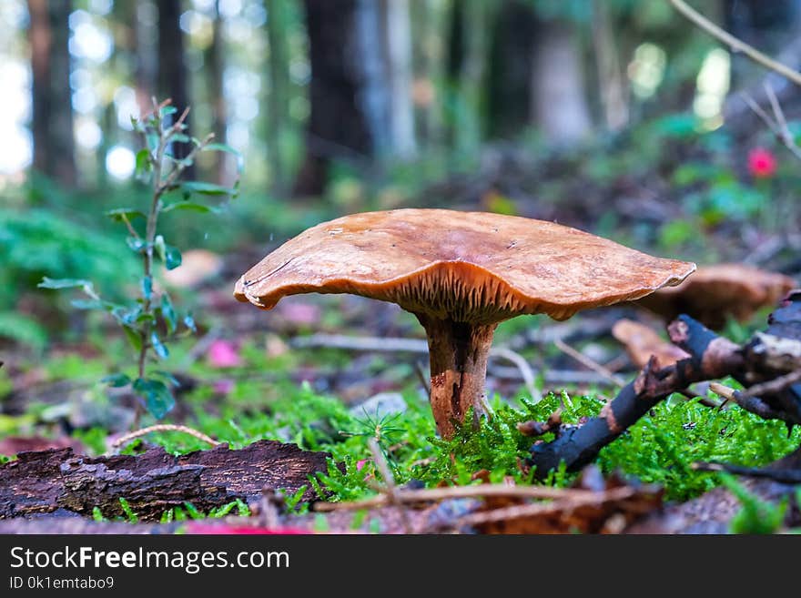 Mushroom, Fungus, Penny Bun, Leaf