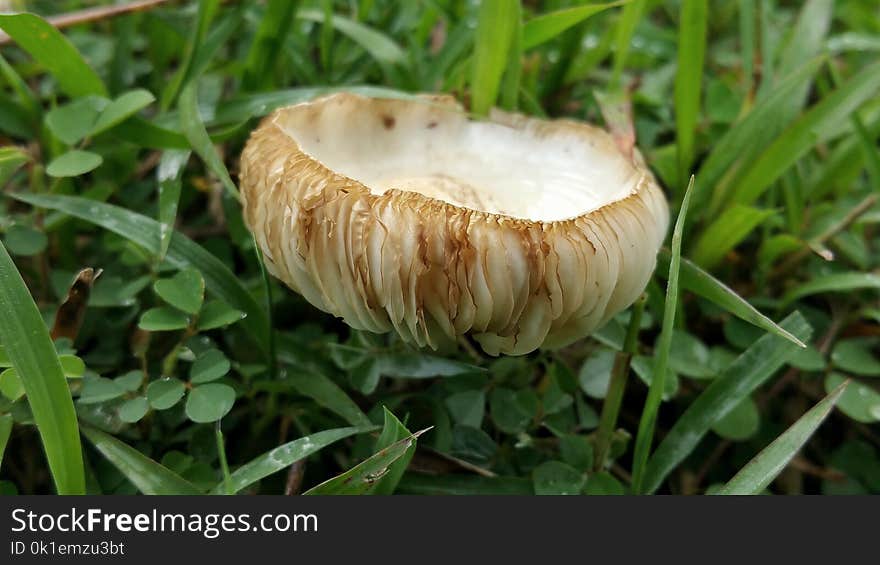 Mushroom, Fungus, Edible Mushroom, Medicinal Mushroom