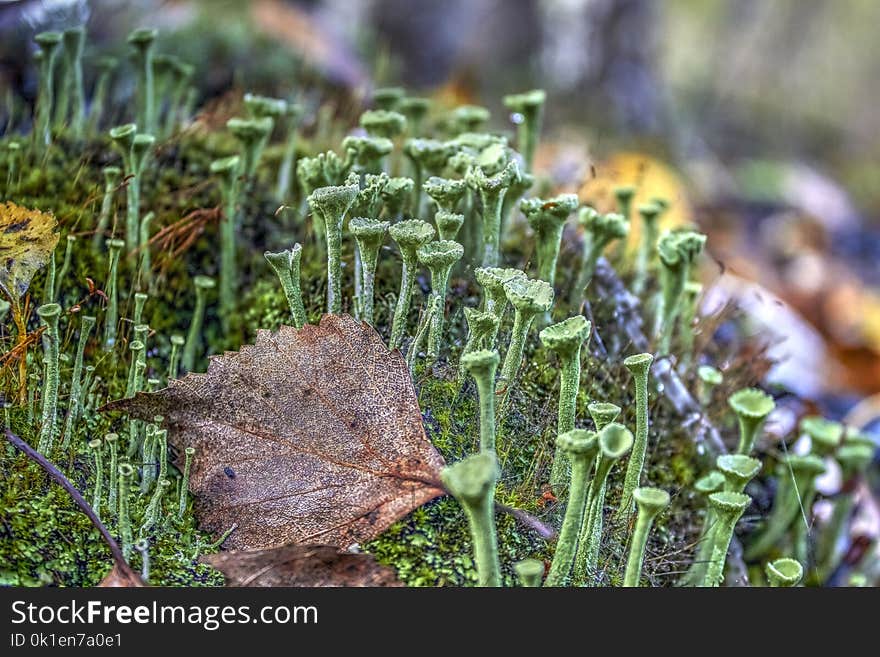 Vegetation, Plant, Leaf, Grass