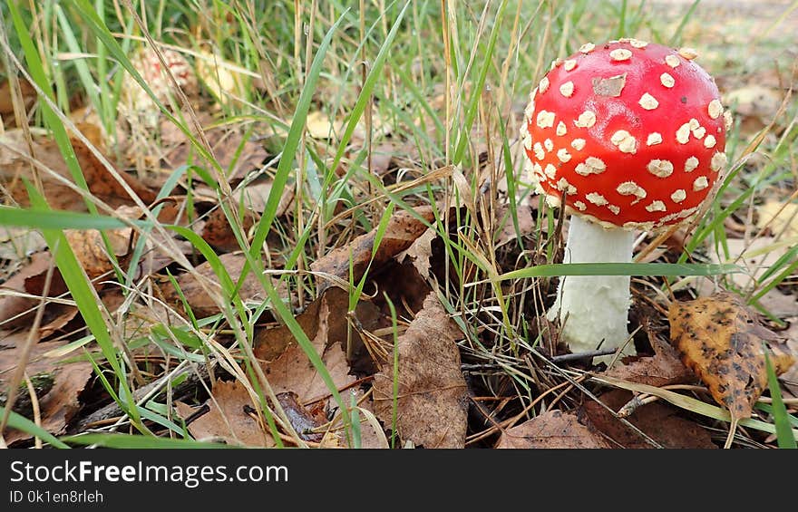 Mushroom, Fungus, Agaric, Edible Mushroom