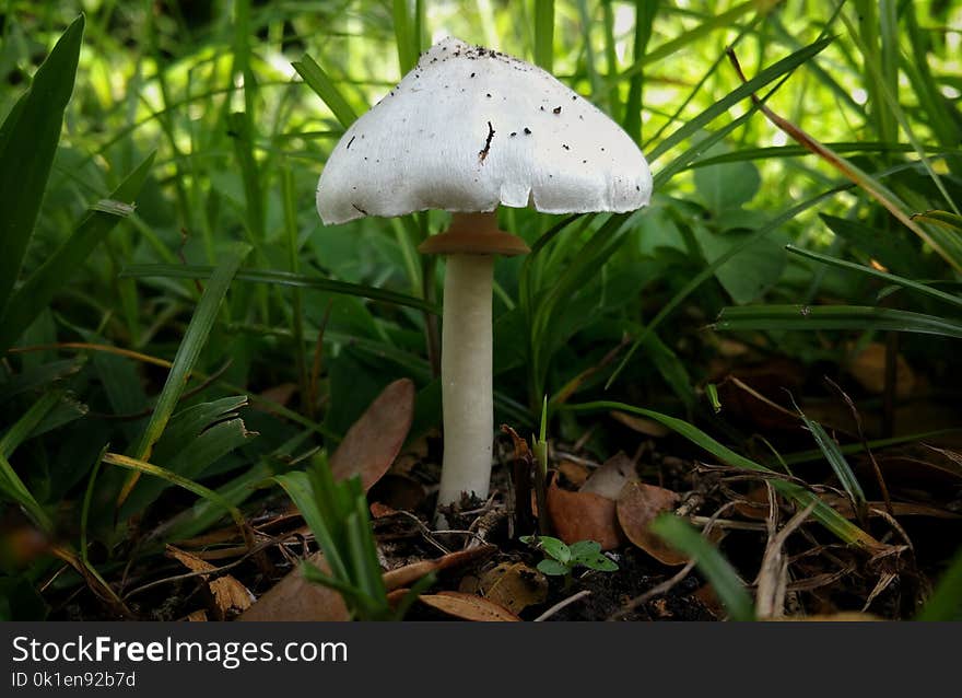 Mushroom, Fungus, Agaricaceae, Edible Mushroom