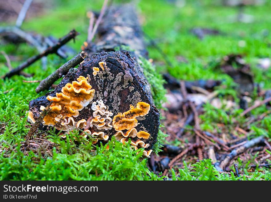 Fungus, Mushroom, Grass, Discinaceae