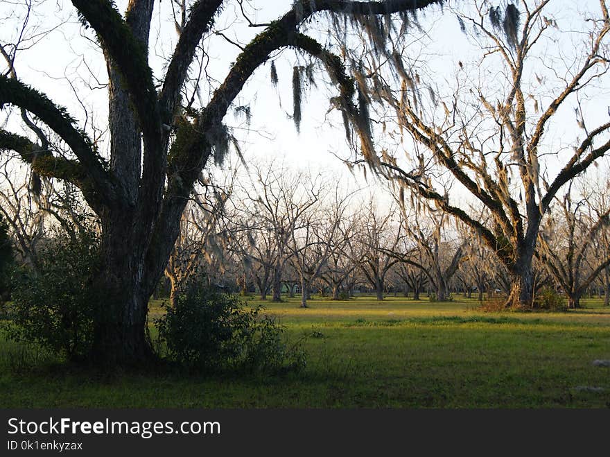 Tree, Woody Plant, Grass, Sky