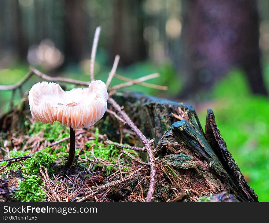 Fungus, Mushroom, Medicinal Mushroom, Agaricaceae