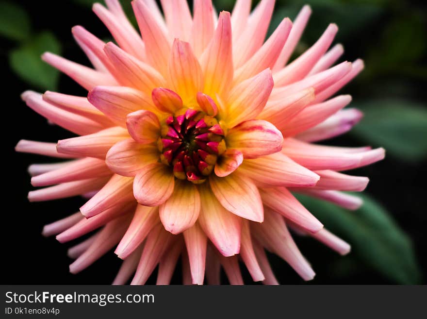 Flower, Pink, Flora, Plant