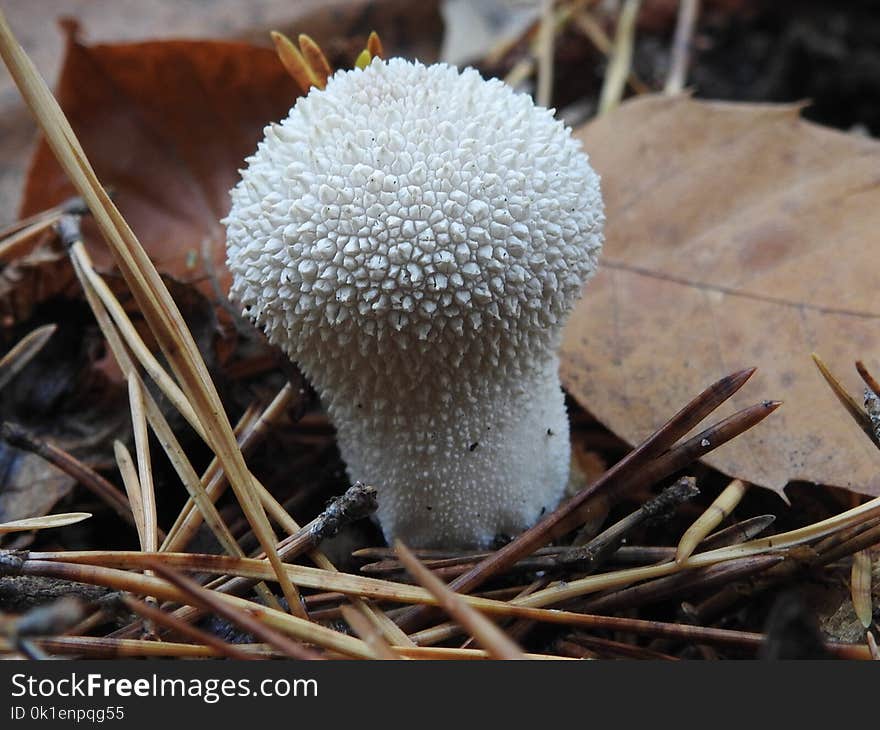 Fungus, Mushroom, Edible Mushroom, Agaricaceae