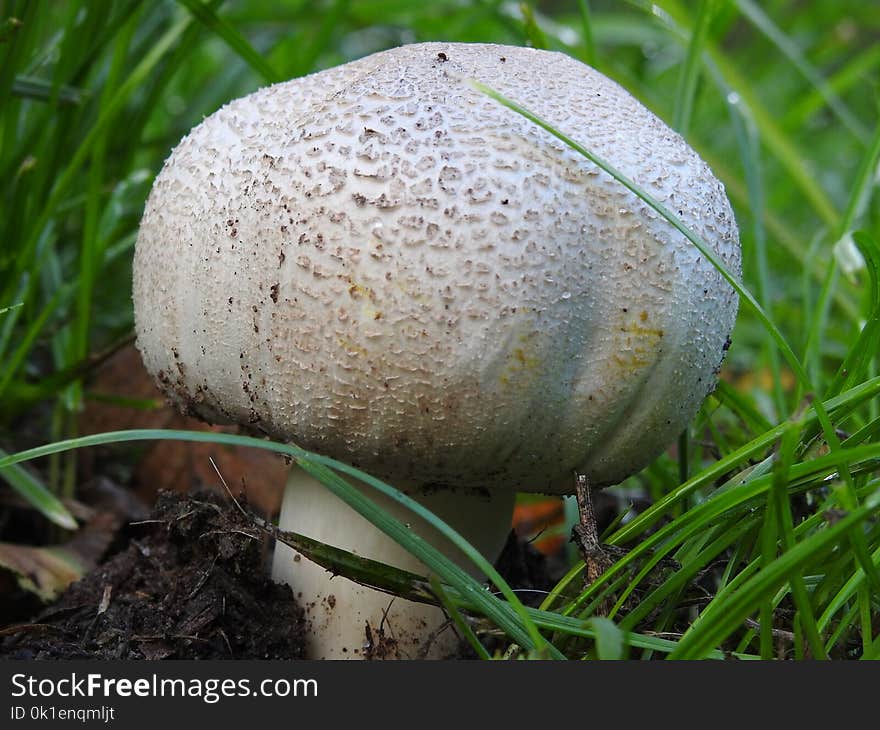 Mushroom, Fungus, Agaricaceae, Agaricus