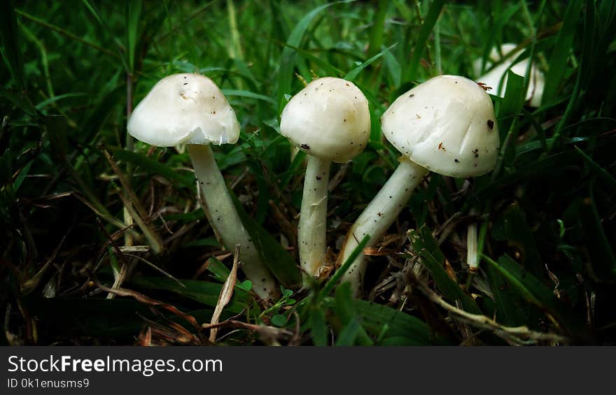 Mushroom, Agaricaceae, Fungus, Agaricus