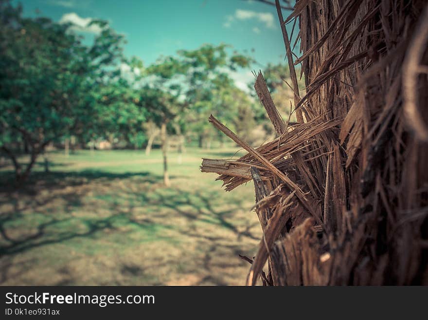 Tree, Sky, Woody Plant, Grass