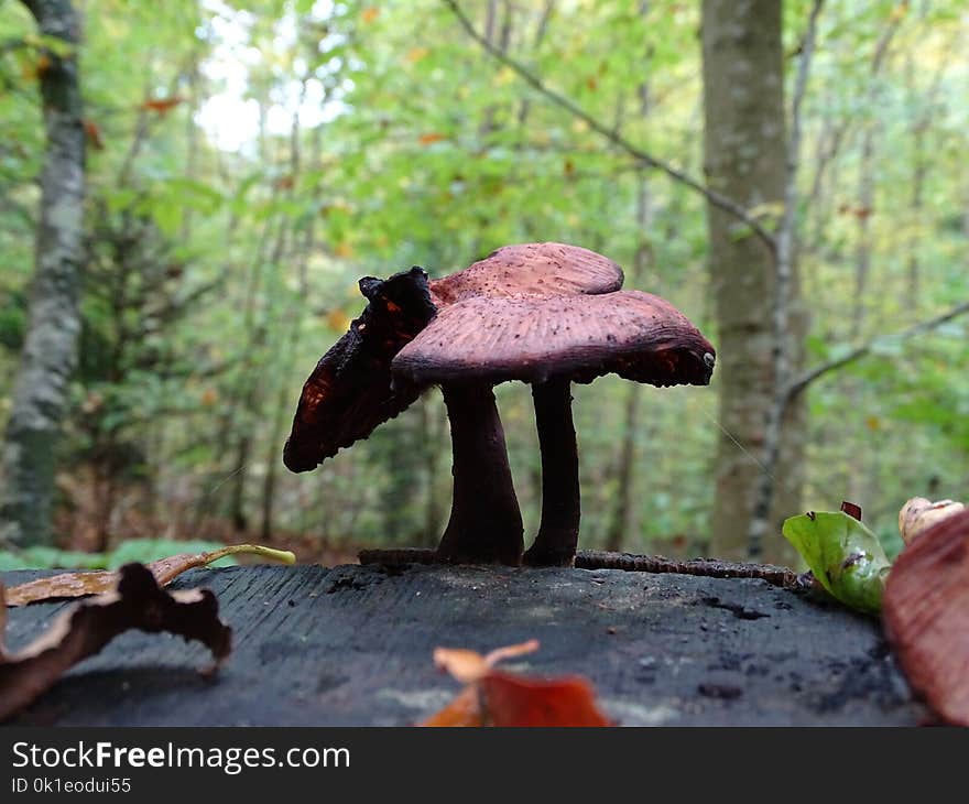 Fungus, Leaf, Mushroom, Medicinal Mushroom