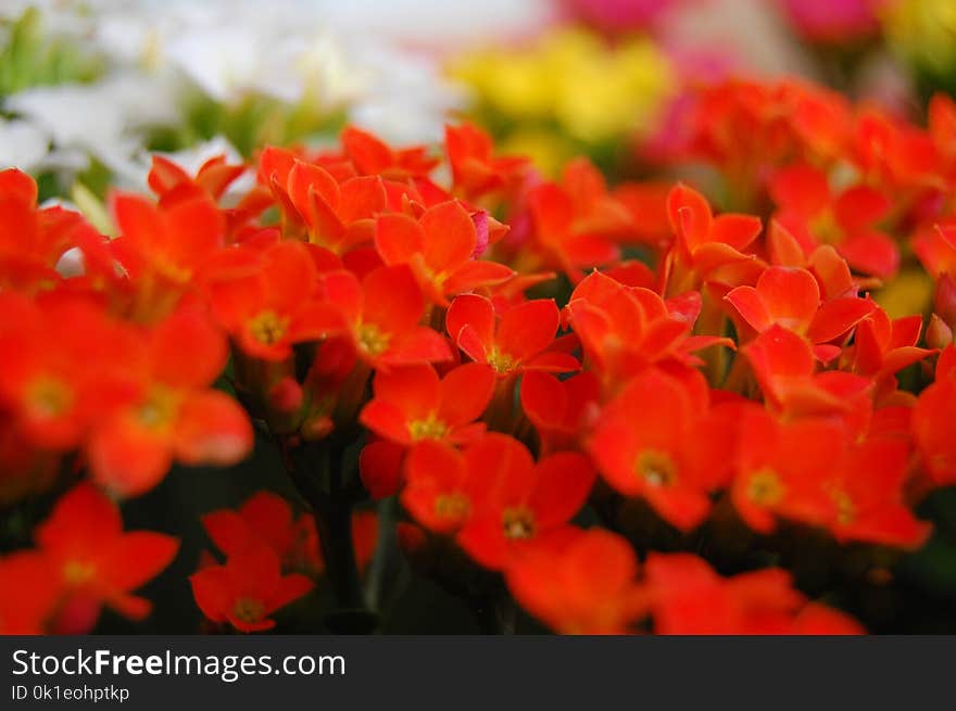 Flower, Plant, Flora, Flowering Plant