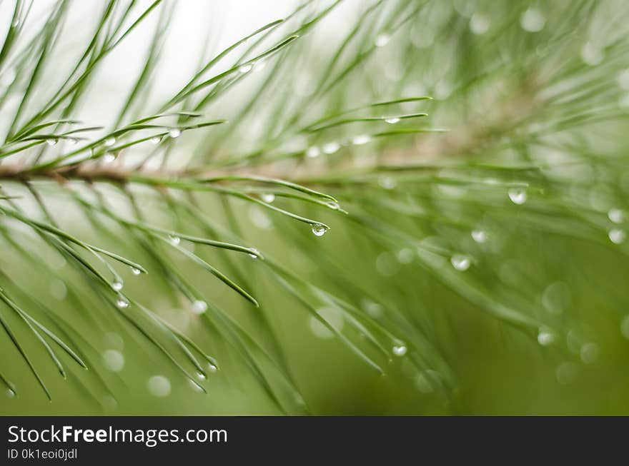 Water, Green, Dew, Vegetation