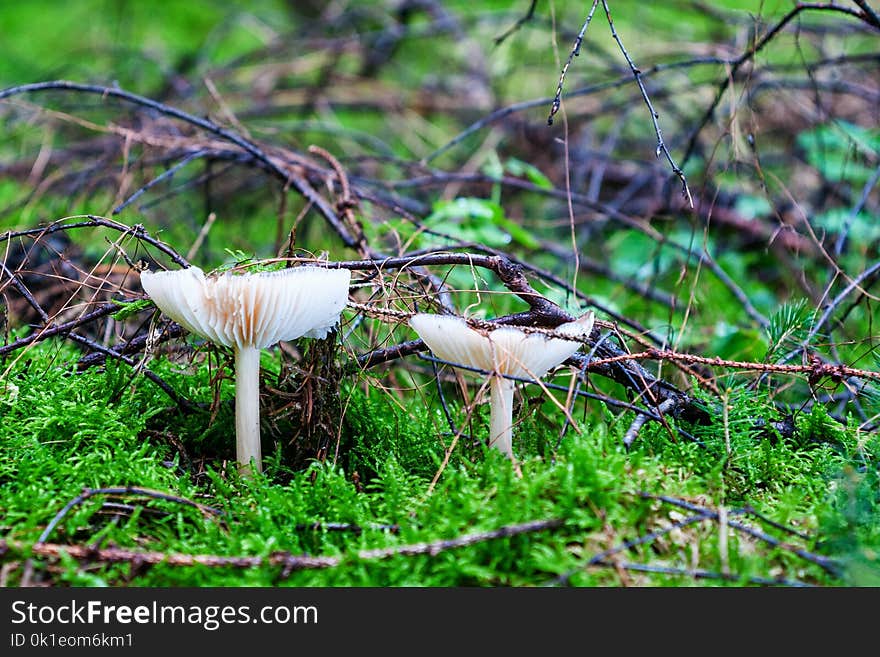 Ecosystem, Fungus, Mushroom, Bird