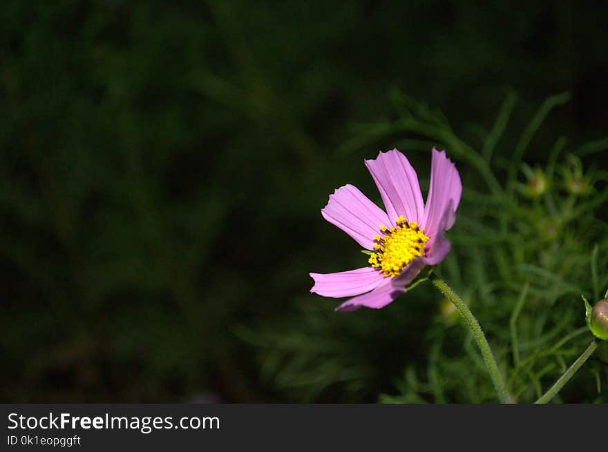 Flower, Garden Cosmos, Flora, Plant