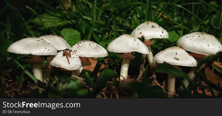 Mushroom, Fungus, Agaricaceae, Agaricus