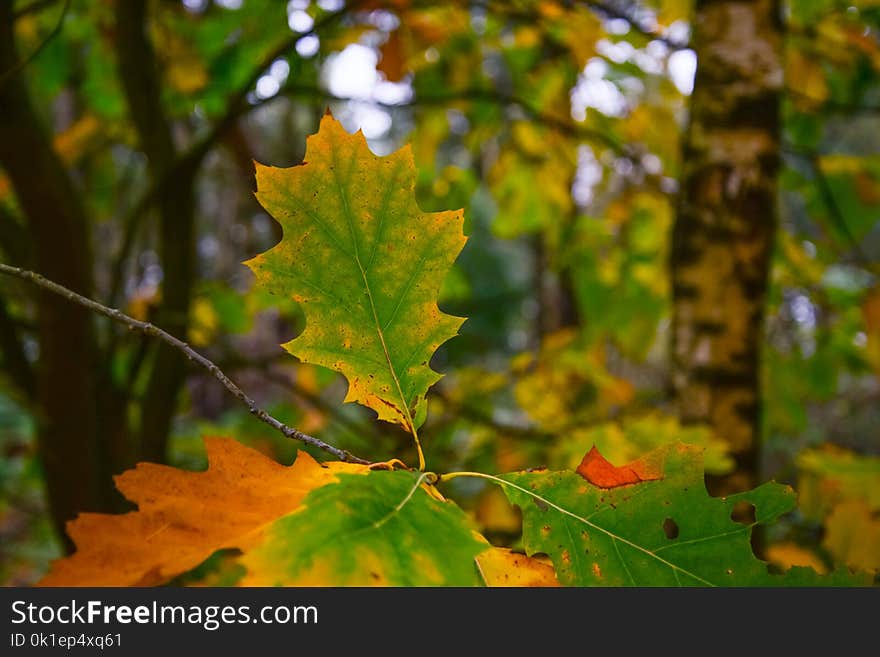 Leaf, Autumn, Vegetation, Deciduous