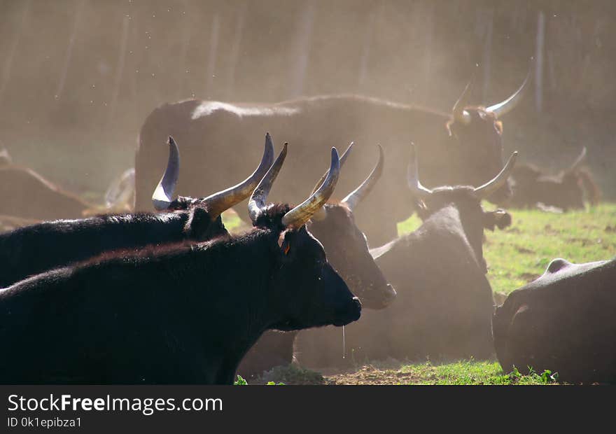 Horn, Wildlife, Fauna, Cattle Like Mammal