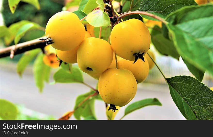 Fruit, Fruit Tree, Apricot, Loquat