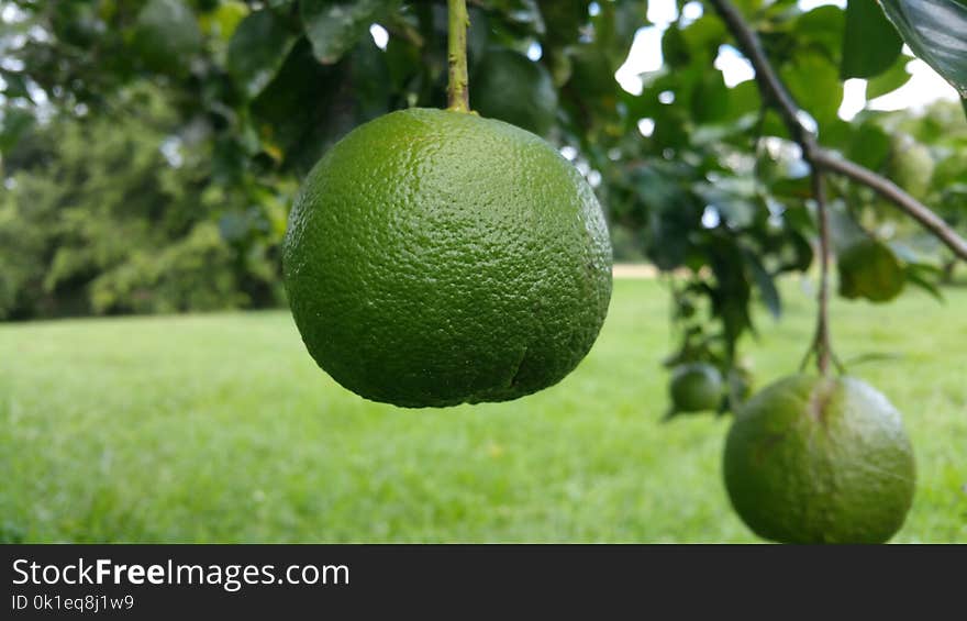 Citrus, Persian Lime, Lime, Fruit