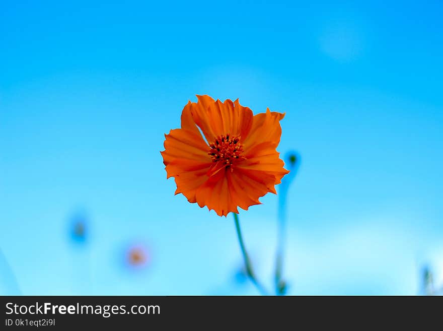 Flower, Blue, Sky, Orange