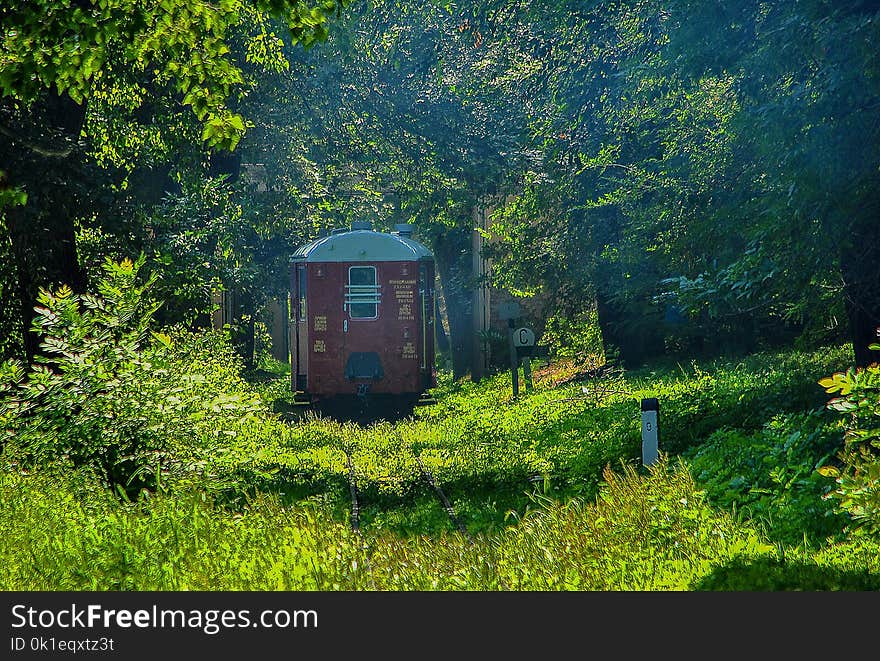 Nature, Vegetation, Green, Ecosystem