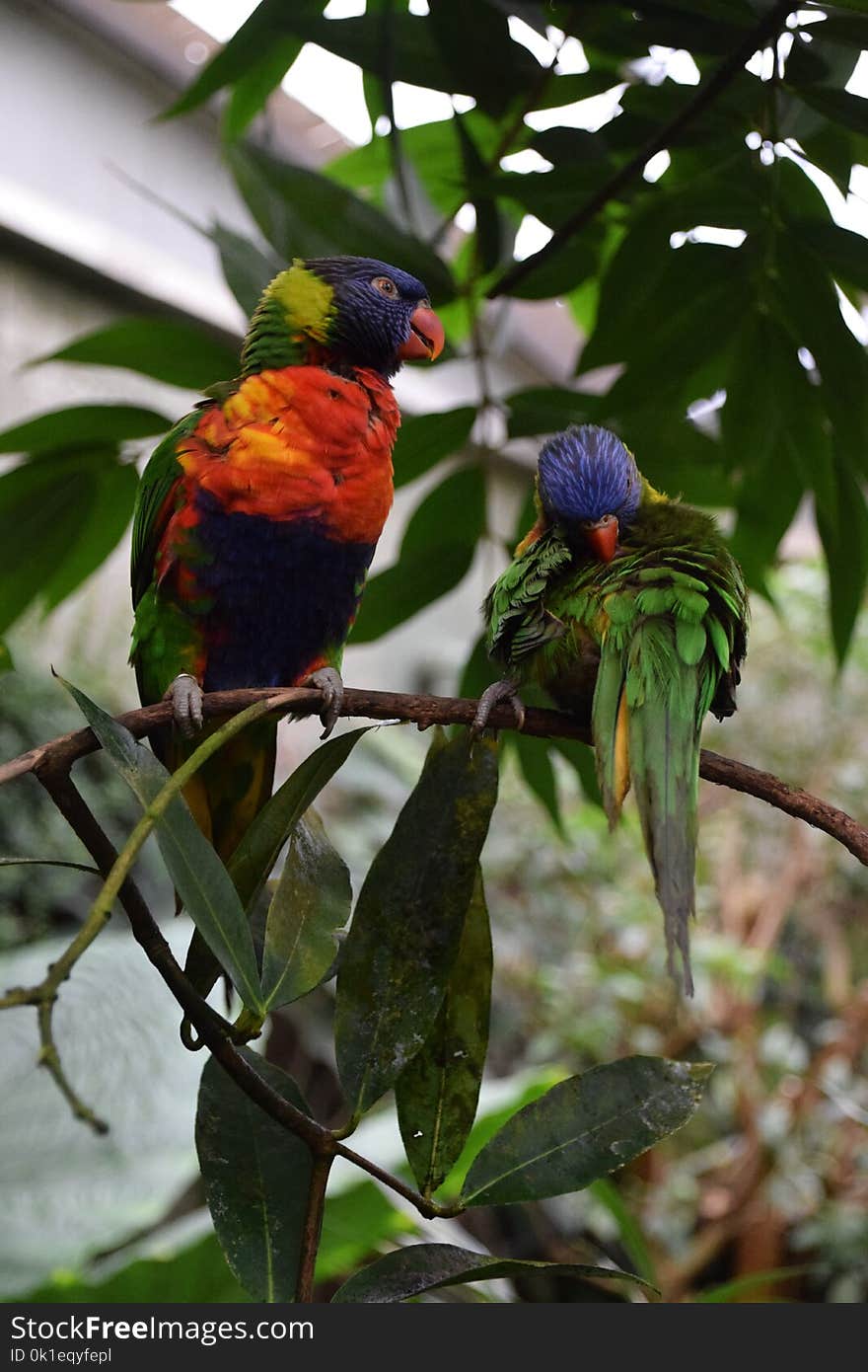 Bird, Parrot, Beak, Lorikeet