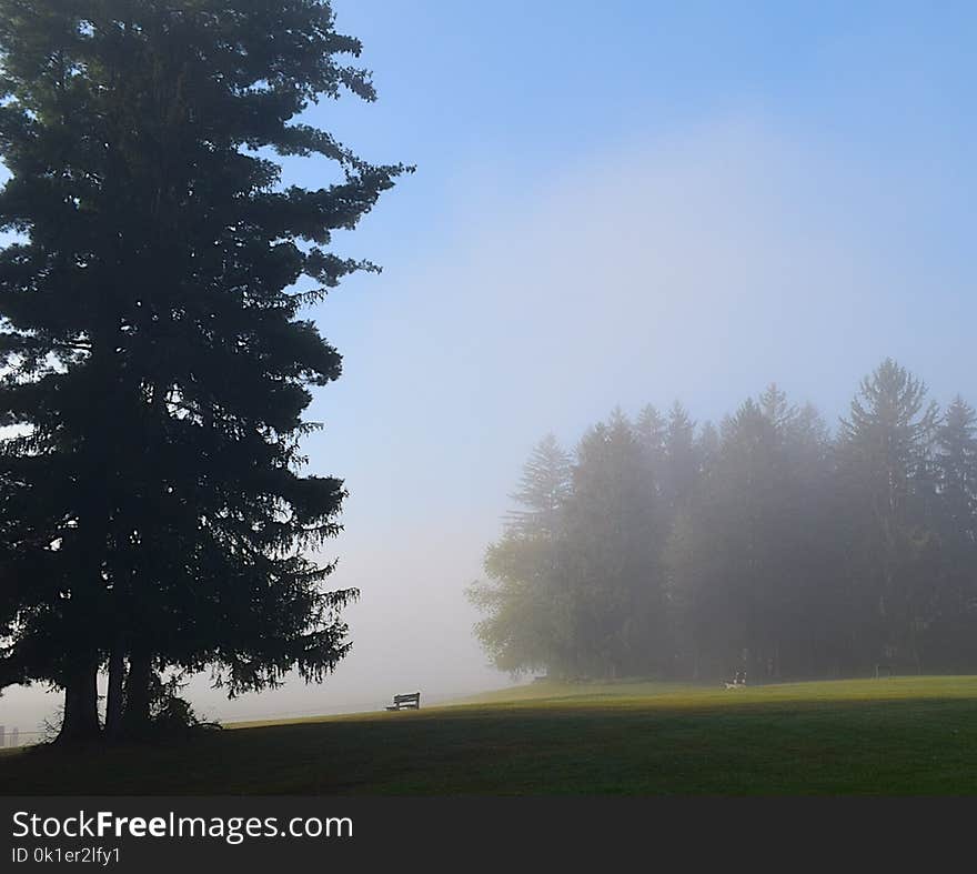 Sky, Tree, Mist, Fog