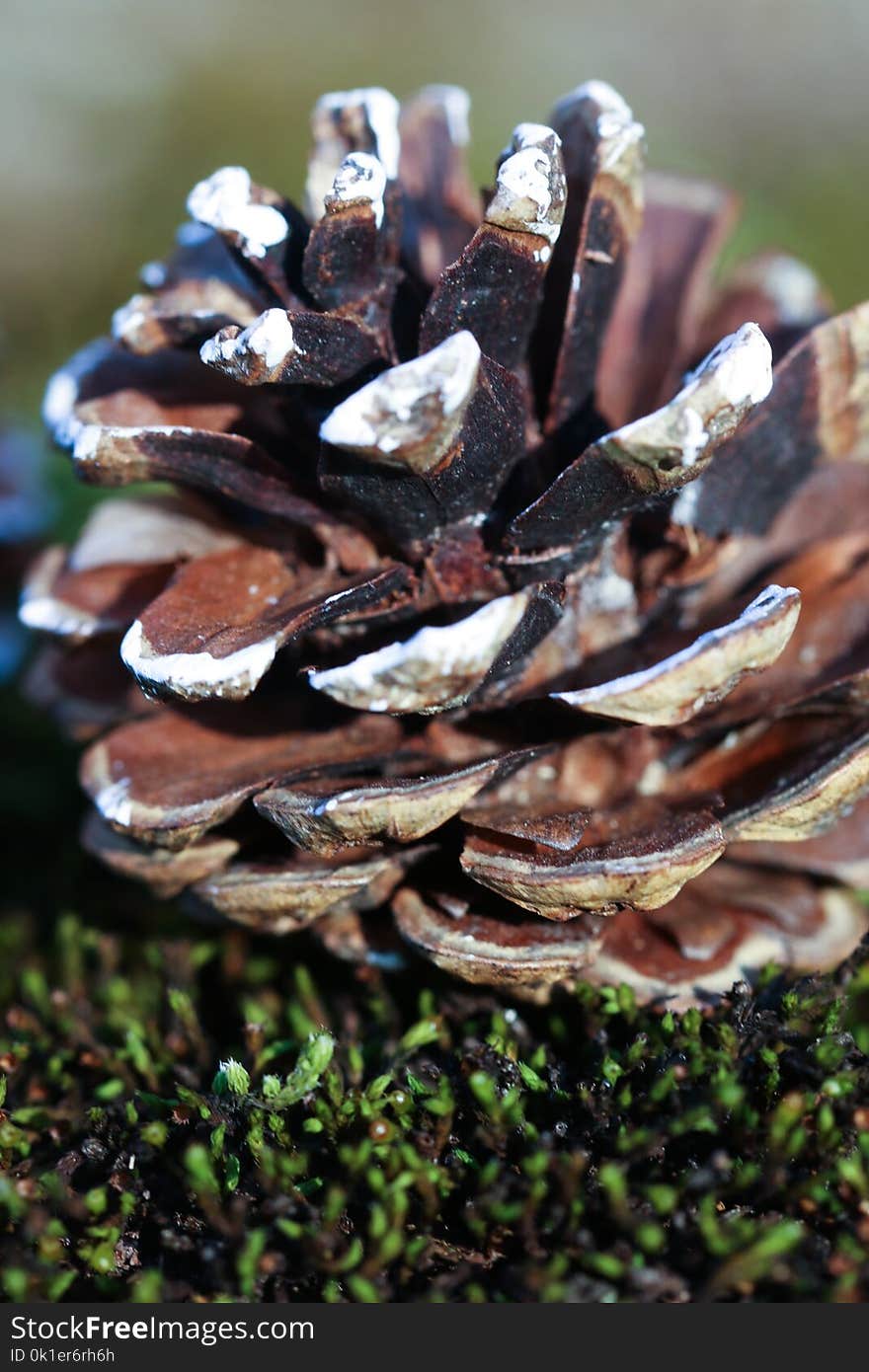 Fungus, Tree, Pine Family