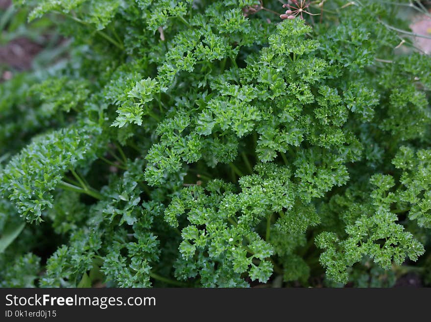 Plant, Leaf Vegetable, Herb, Apiales